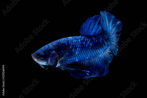 Betta fish color National flag