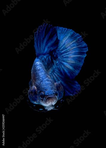 Betta fish color National flag