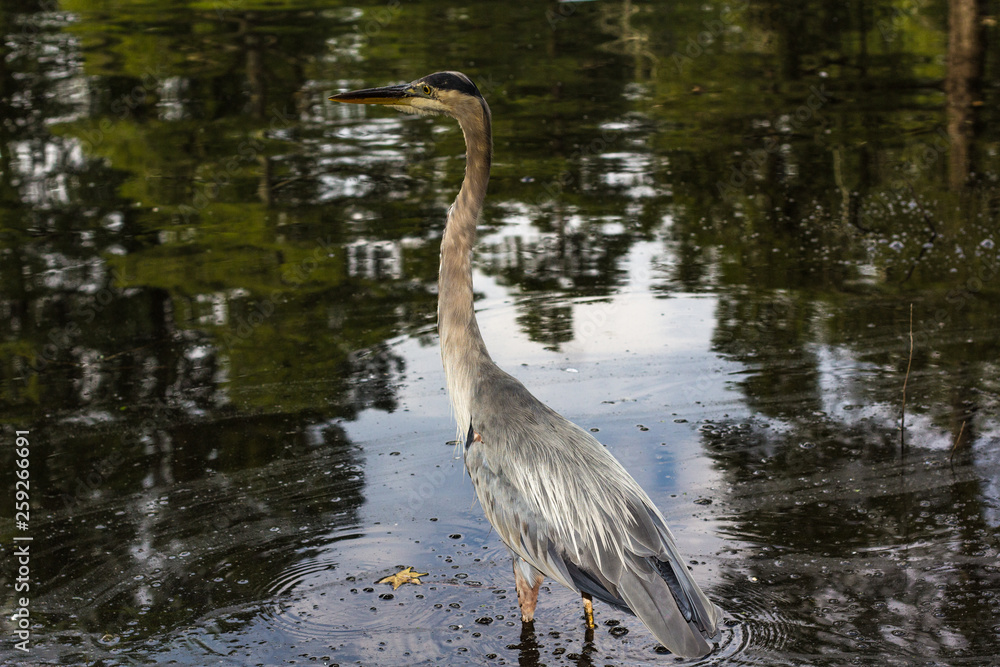 great blue heron in water great blue heron in water