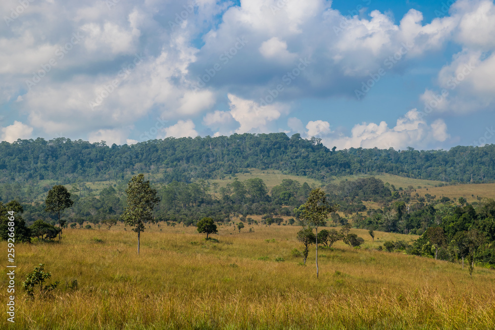 Landscape of Savanna Forest and mountain with a blue sky and white clouds in the spring afternoon