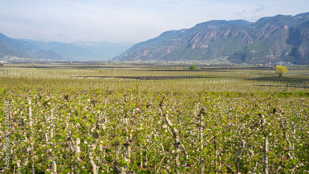 Landscape of fruit plantations in Trentino Alto Adige, Italy. Spring time. Green landscape