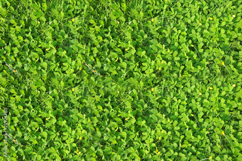 Closeup of green leaves texture background. Green leaves with beautiful.