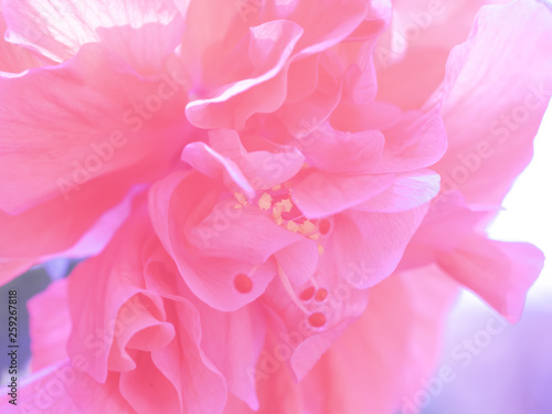 Full frame pink shoe flower or Chinese Rose