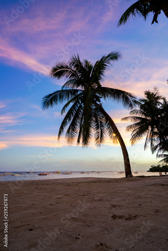 palm tree on the beach at sunset