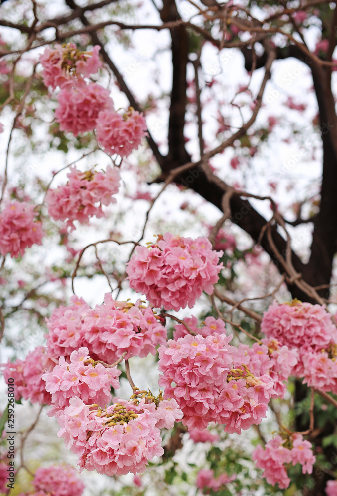 Beautiful Tabebuia rosea or Trumpet trees blooming in spring season. Pink flower in park. Beautiful Tabebuia rosea or Trumpet trees blooming in spring season. Pink flower in park.