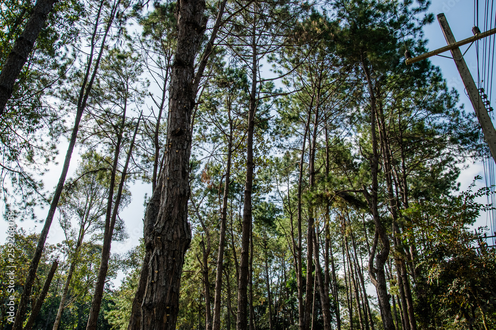 Fototapeta premium Landscape Pine Trees At Thung Salaeng Luang National Park 