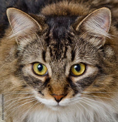 Big Cat