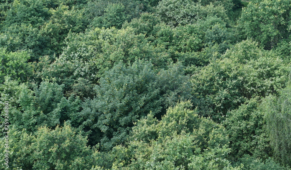 grüner wald von oben