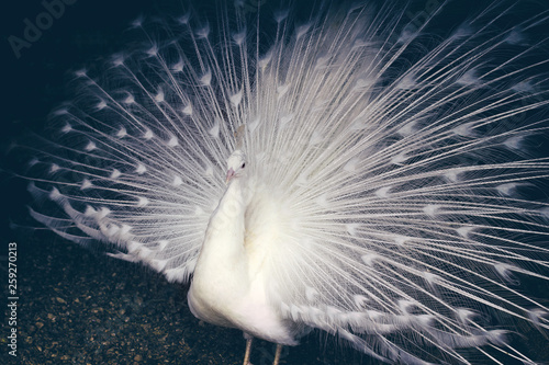 Fototapeta Naklejka Na Ścianę i Meble -  white peacock with a loose tail