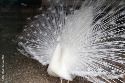Fototapeta Naklejka Na Ścianę i Meble -  white peacock with a loose tail