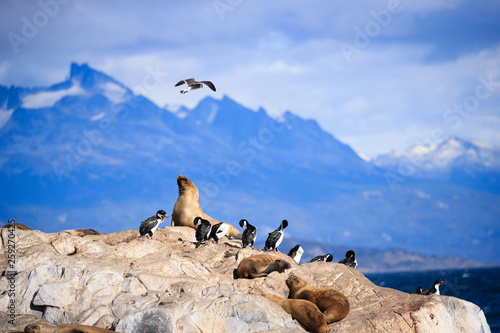 Penguins and Sea Lions inTierra del Fuego Ushuaia Argentina photo