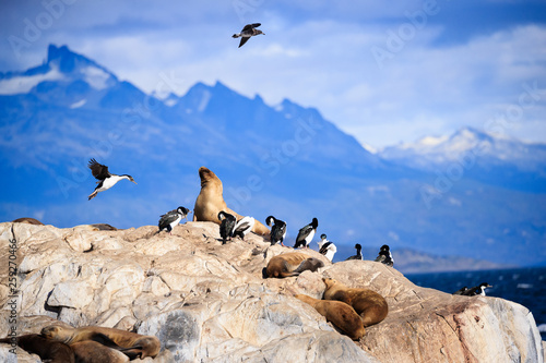 Penguines and Sea Lions in Tierra del Fuego Ushuaia Argentina