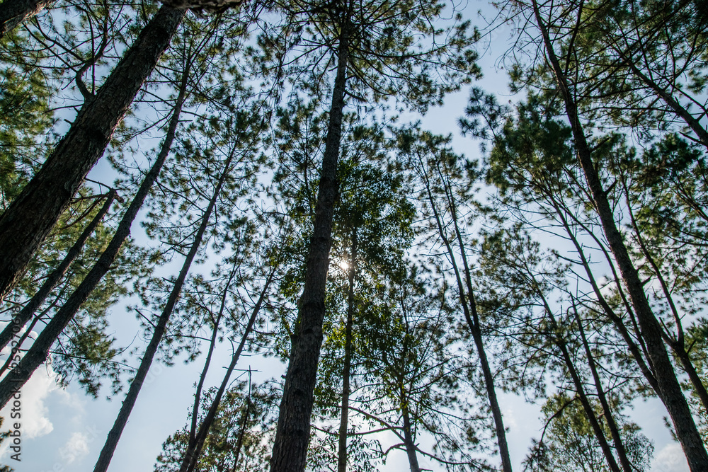 Landscape Pine Trees At Thung Salaeng Luang National Park Landscape Pine Trees At Thung Salaeng Luang National Park