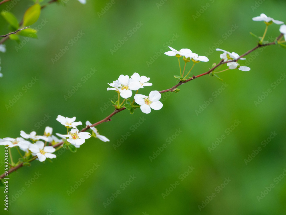 flowers of Thunberg’s meadowsweet - Spiraea thunbergii - are bloom in Japan.
