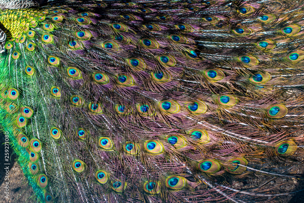 Fototapeta premium peacock dissolved the tail