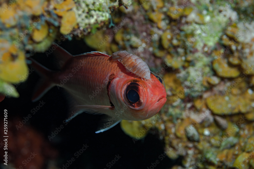 A benign scavenging Cymothoid Isopod hitching a ride on a Squirrelfish in the Turks and Caicos islands. A benign scavenging Cymothoid Isopod hitching a ride on a Squirrelfish in the Turks and Caicos islands.