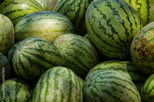 Bunch of Water Melons Organic Vegetable