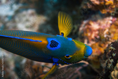 Regal and beautiful Queen Angelfish searching for food on a coral reef in the Caribbean, Turks & Caicos Islands.