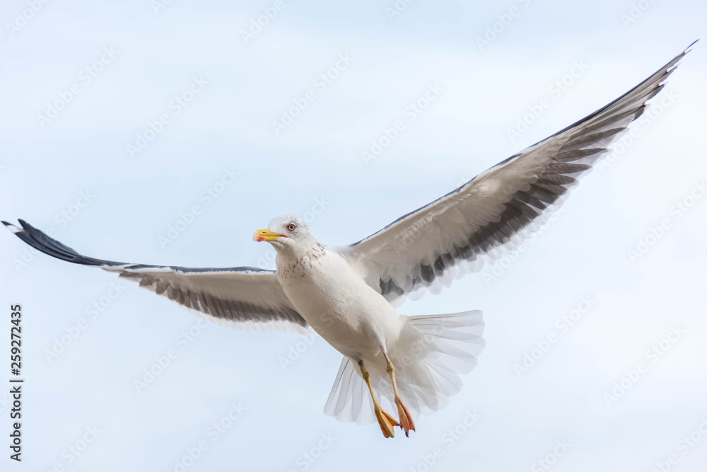 Seagull flying high in the sky Seagull flying high in the sky