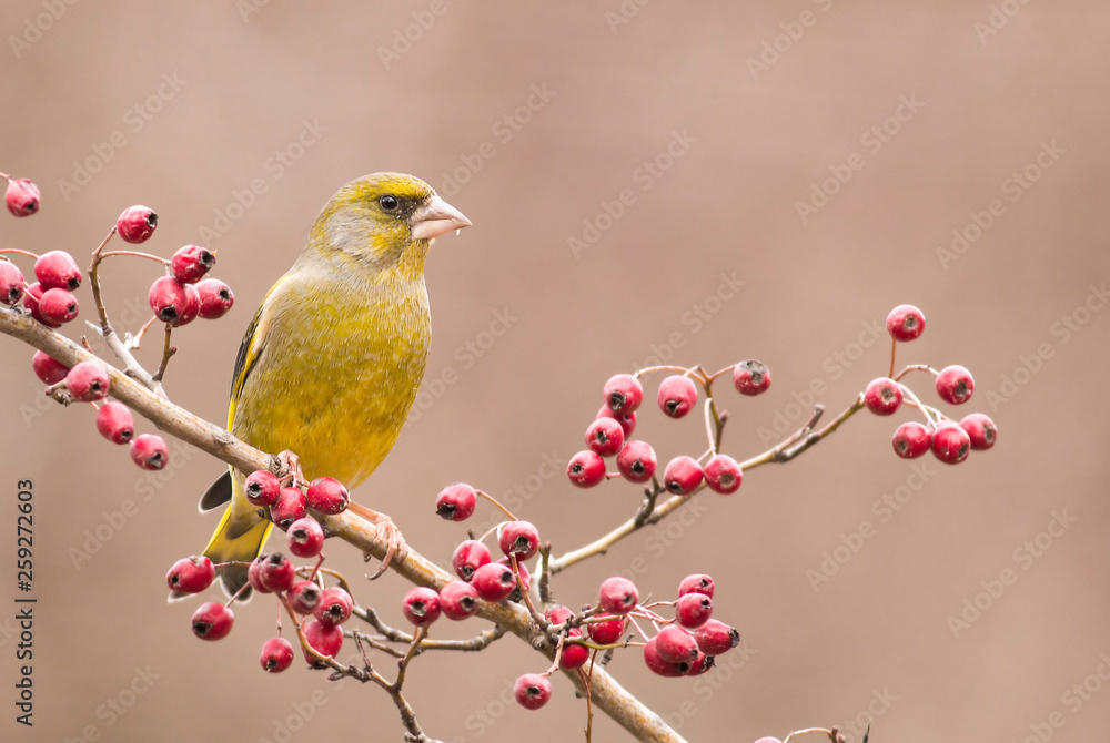 Obraz premium Greenfinch sitting on stick and eat berries