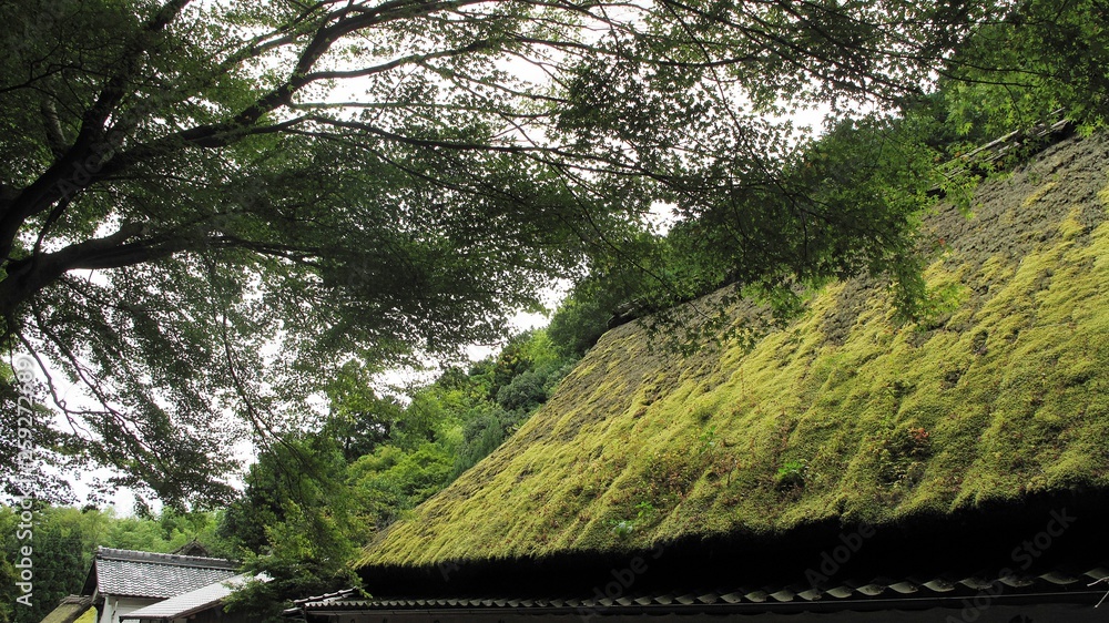 Fototapeta premium Japanese traditional straw roof full of green moss and a shade from big tree around.