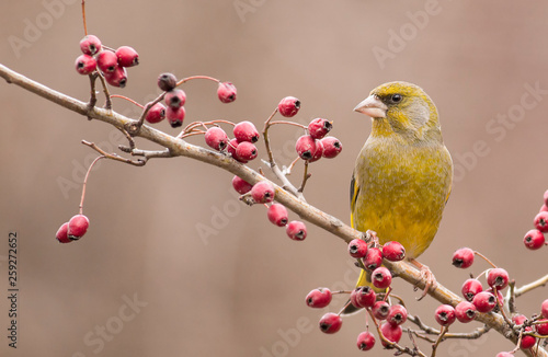 Greenfinch sitting on stick and eat berries © georgigerdzhikov