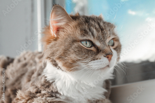 Wallpaper Mural Charming white red cat lying on the windowsill and looking through the window Torontodigital.ca