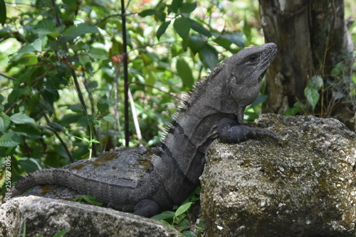 Iguana close on ruins