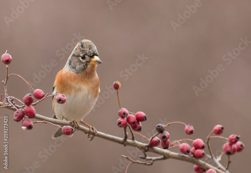 Brambling sitting on stick and eat berries