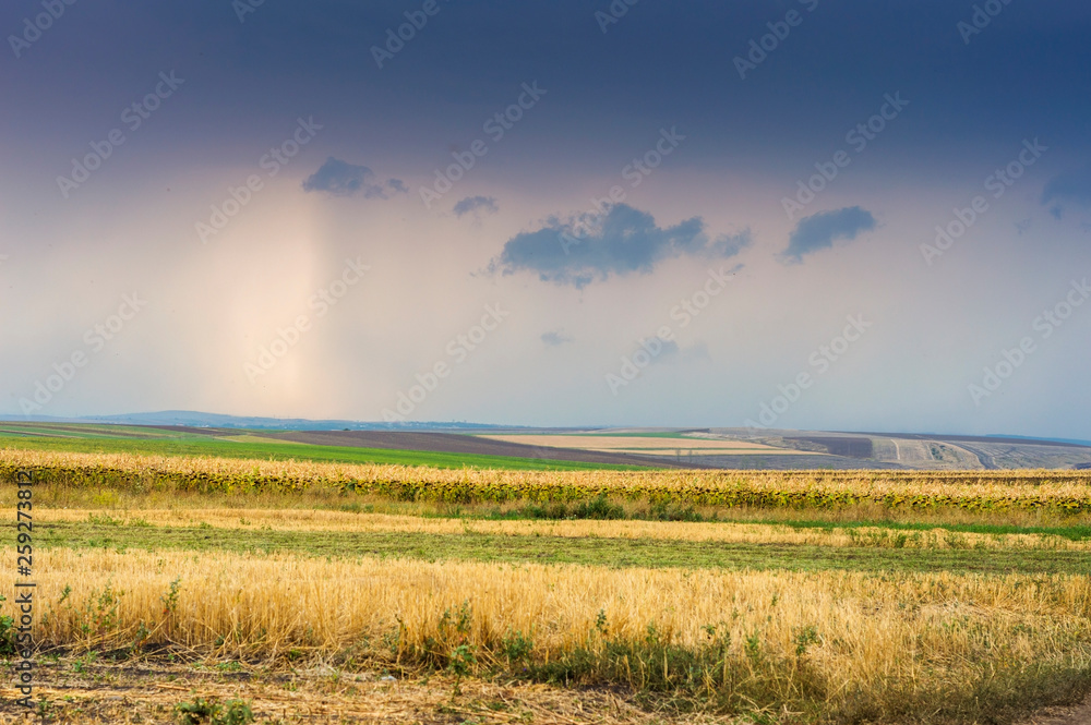 Obraz premium Rural scenery in Moldavia with fields of corn and sunflower at sunset