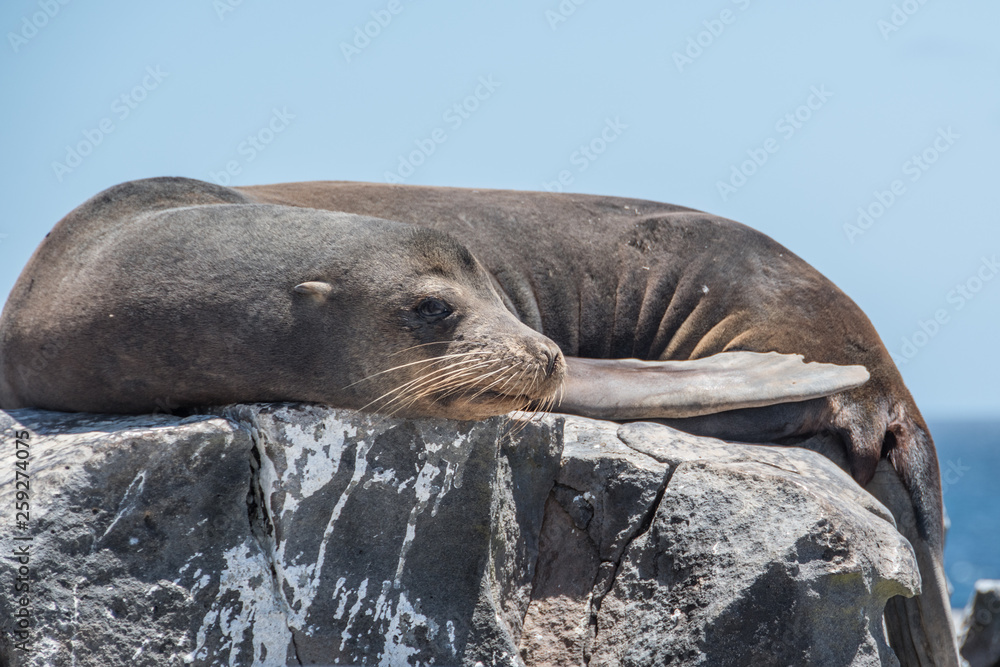Fototapeta premium Galapagos Seal