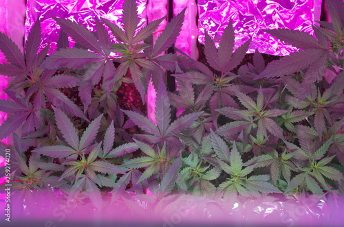 Female cannabis plants in the vegetative and pre-flowering life stage sit under LED and CFL grow lights in a home cultivation space retrofitted for medicinal marijuana in a potted organic soil medium.
