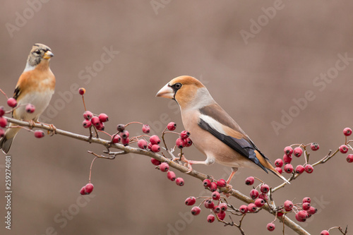 Hawfinch bird sit on stick and eat berries