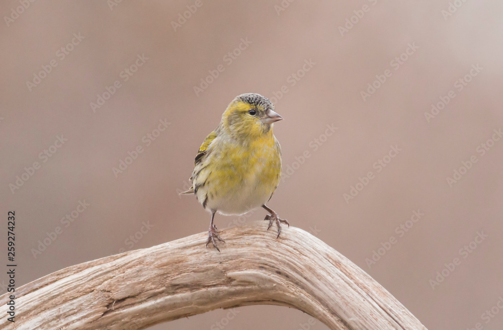 Fototapeta premium Siskin bird perch on stick