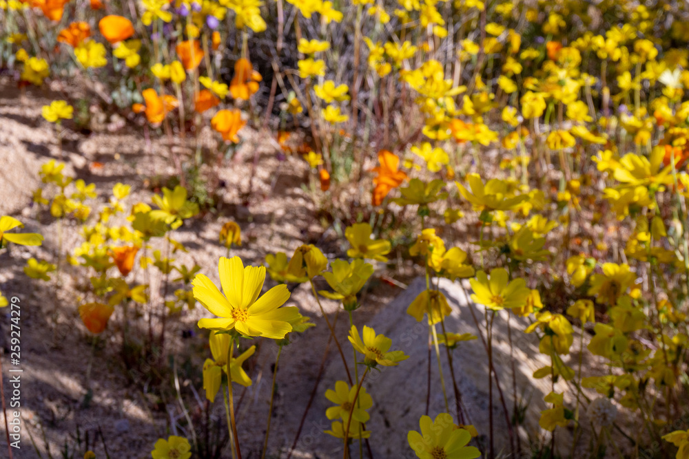 Wild yellow poppies blossoming in a garden Wild yellow poppies blossoming in a garden