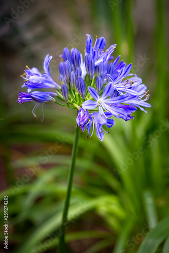 Blue Agapanthus africanus or African lily flower with a green garden foliage blurred background. - Image