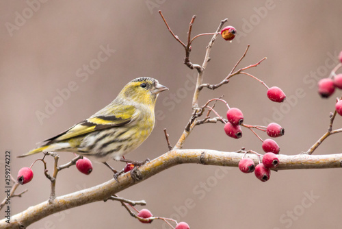Photos Siskin bird perch on stick