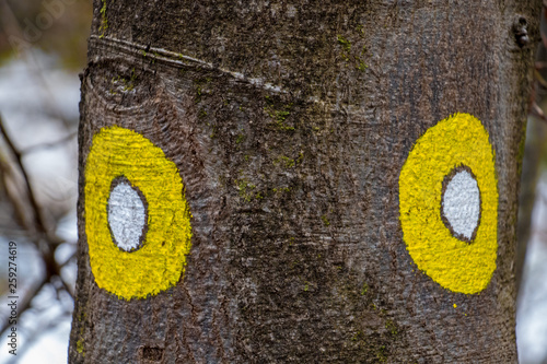 Bilde på lerret two yellow blaze on trail