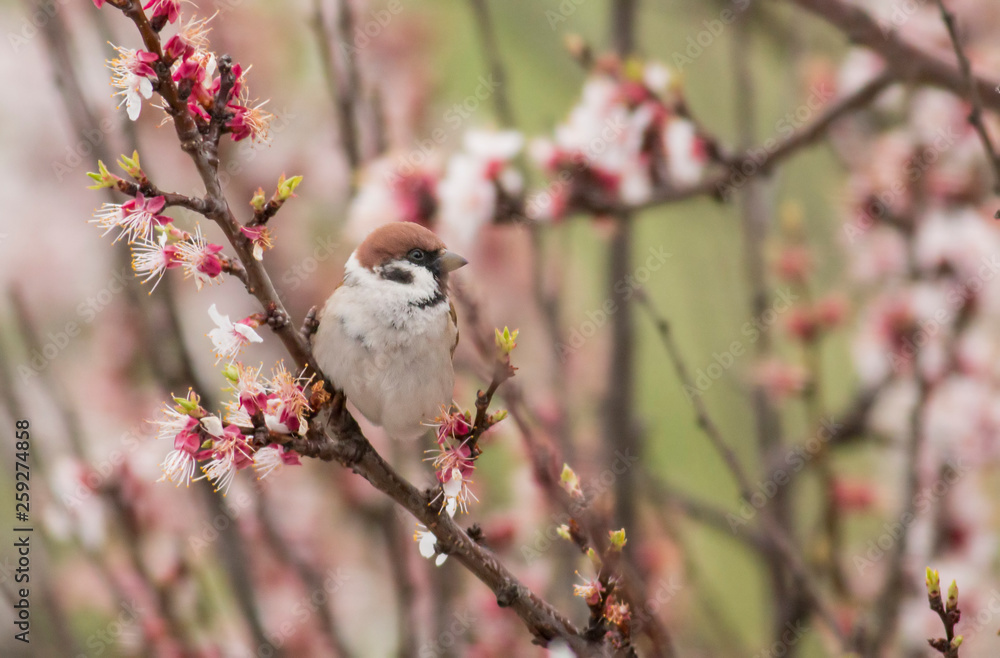Obraz premium Tree sparrow sitting on stick