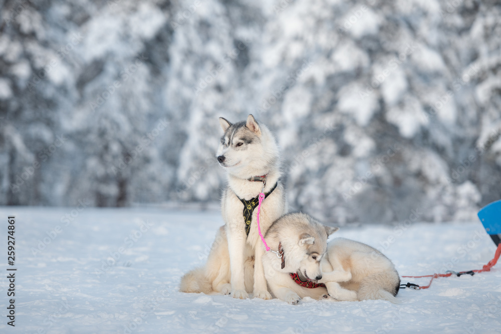 A team of two siberian husky sled dogs relaxing after hard working among winter forest