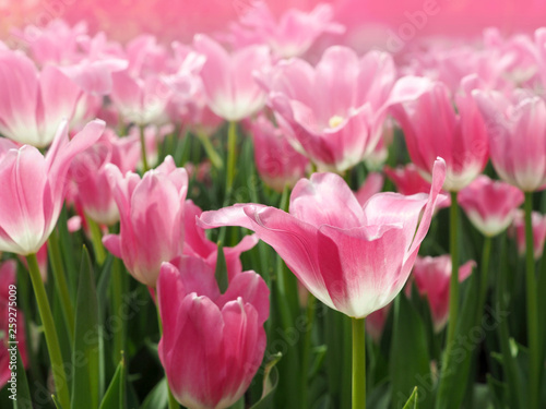 pink flower tulip