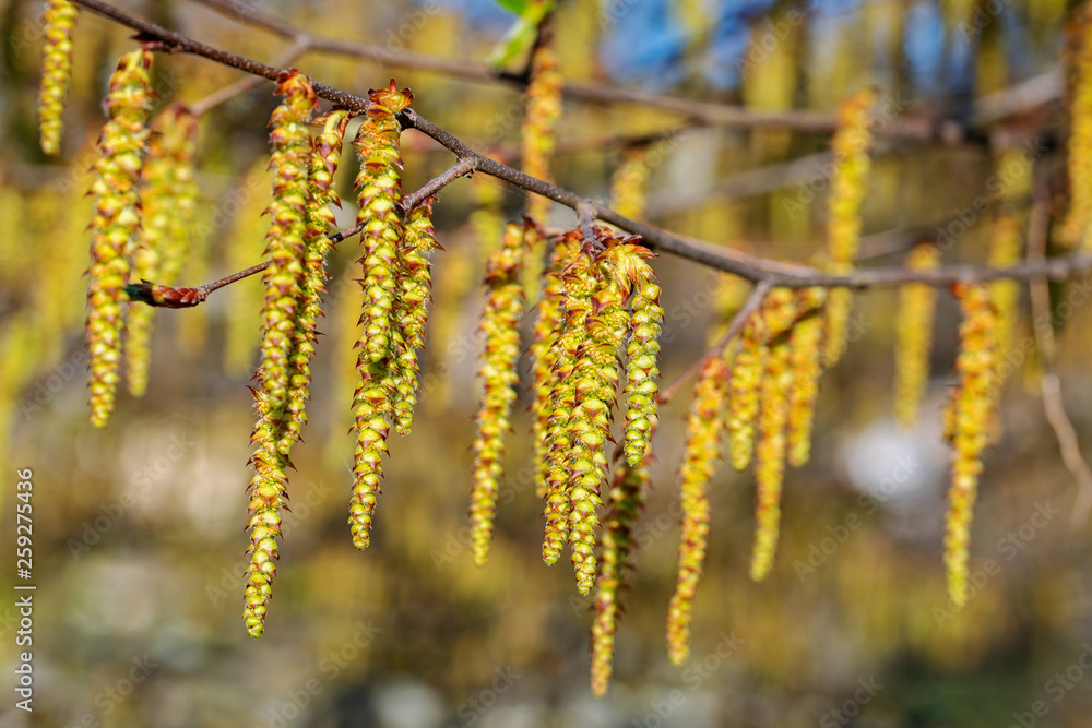 Männliche Blüten der Hainbuche, Carpinus betulus