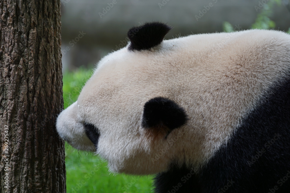 Hungry Panda Hungry Panda