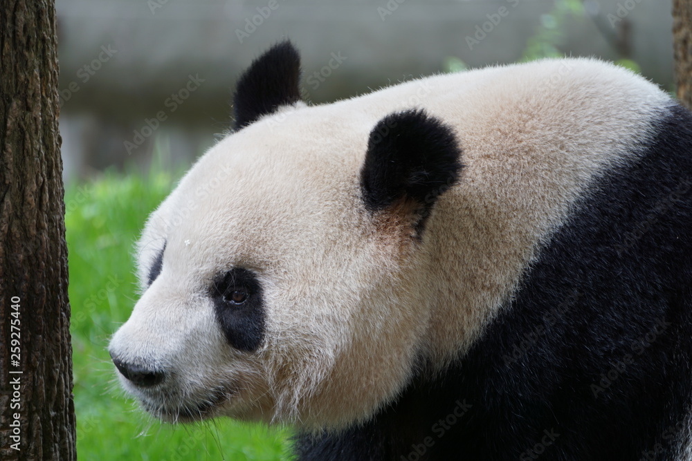 Obraz premium Cute Panda