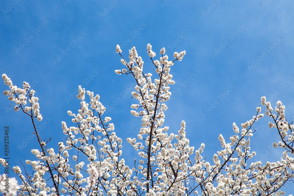 Spring flowers. Branches of flowering apricot against the blue sky. White blossom. Spring background. Spring flowers. Branches of flowering apricot against the blue sky. White blossom. Spring background.