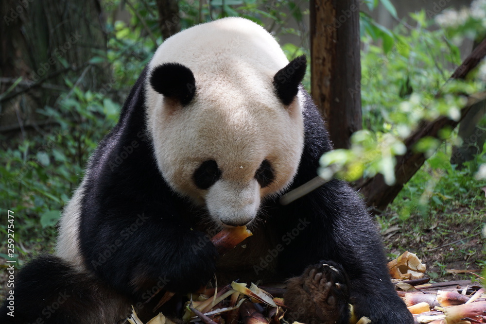Fototapeta premium Panda Eating Bamboo