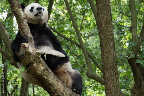 Fototapeta Naklejka Na Ścianę i Meble -  Panda in the Tree