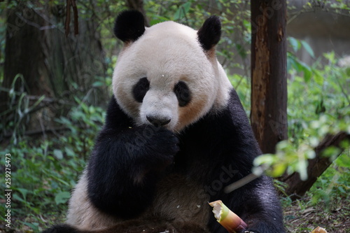 Panda Eating Bamboo © Sean Poorman