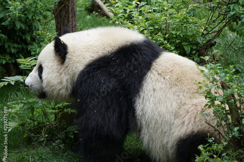 Fototapeta Naklejka Na Ścianę i Meble -  Cute Panda