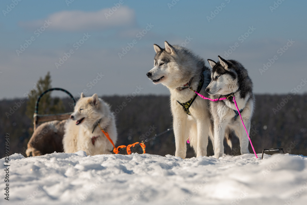 Sledding with husky dogs